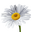 Daisy Icon.png