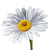 Daisy Icon.png