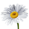 Daisy Icon.png